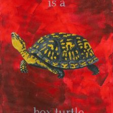 We are all in this together.: Box turtle
